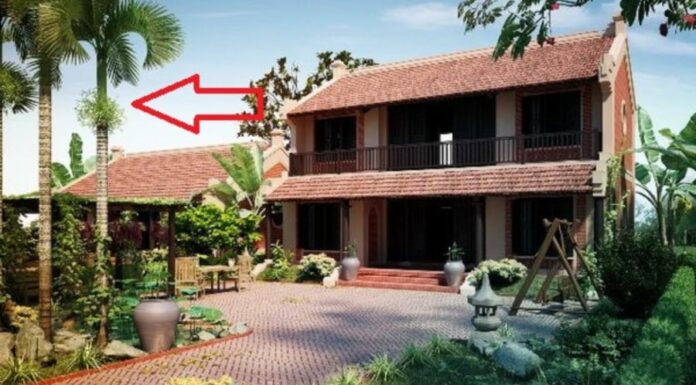 3 Types of Plants to Grow in Front of Your House for Wealth and Prosperity: Discover the Secret to Inviting Fortune and Protecting Your Treasures