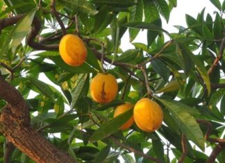 The Magic of Fruit Trees: Transforming Nature’s Bounty into Stunning Bonsai Art, Adorning Homes with Nature’s Golden Treasures.