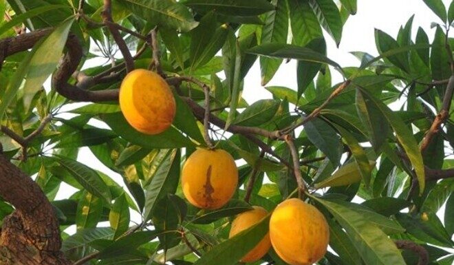 The Magic of Fruit Trees: Transforming Nature’s Bounty into Stunning Bonsai Art, Adorning Homes with Nature’s Golden Treasures.