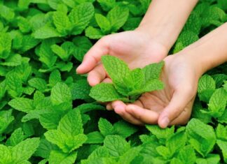 The Magic Corner: Repel Mosquitoes and Enjoy a Peaceful Slumber