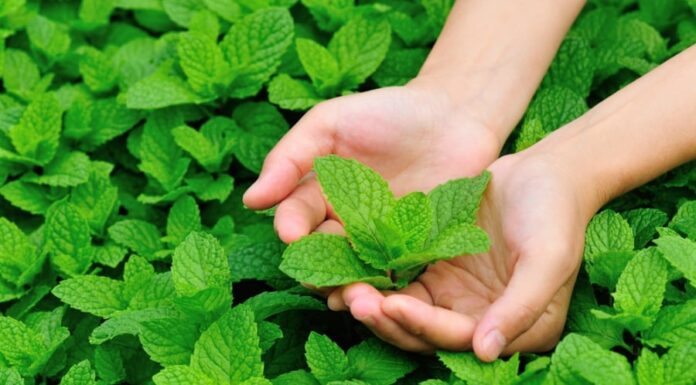 The Magic Corner: Repel Mosquitoes and Enjoy a Peaceful Slumber