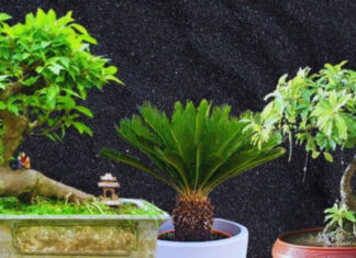 The Magic of the Mulberry Tree: Unlocking Prosperity with the Right Companion Plants.