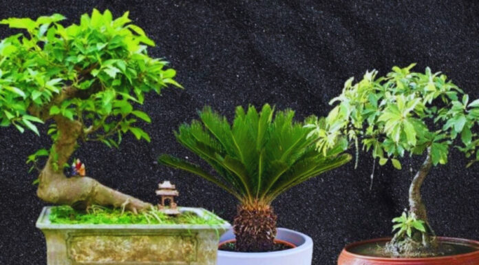 The Magic of the Mulberry Tree: Unlocking Prosperity with the Right Companion Plants.