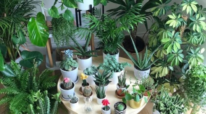 The Ultimate Guide to Office Air Purification: 6 Houseplants to Combat Computer Radiation