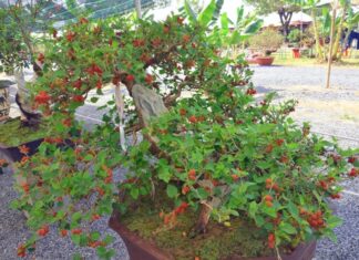 The Secret Garden: Unveiling the Mystery of the Five ‘Unconventional’ Plants.