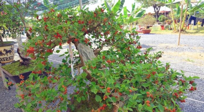 The Secret Garden: Unveiling the Mystery of the Five ‘Unconventional’ Plants.