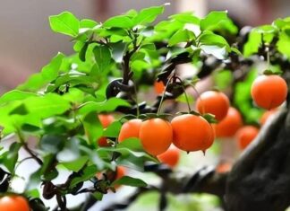The Ancient Five: A Legacy of Valuable Century-Old Bonsai Trees