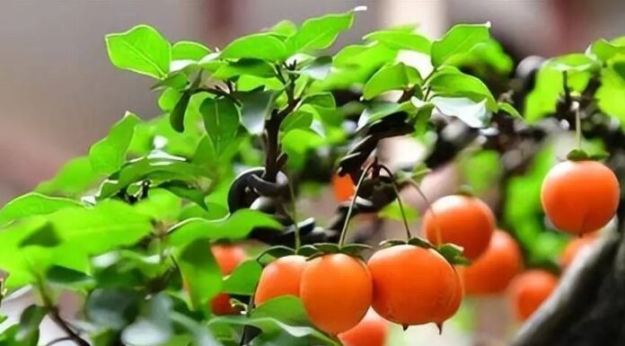 The Ancient Five: A Legacy of Valuable Century-Old Bonsai Trees