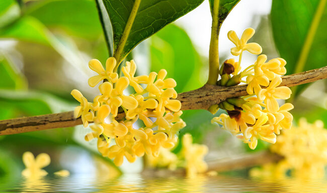 The 5 Best Houseplants to Bring Harmony, Prosperity, and Abundance to Your Home