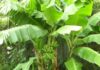 The Ancient’s Wisdom: Unveiling the Mystery Behind Planting Banana Trees.