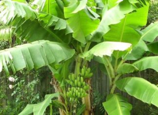 The Ancient’s Wisdom: Unveiling the Mystery Behind Planting Banana Trees.