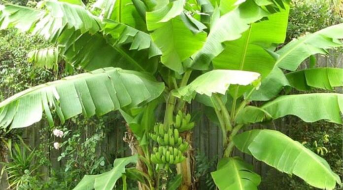 The Ancient’s Wisdom: Unveiling the Mystery Behind Planting Banana Trees.