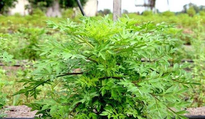 The Wild Weed: From Roadside Nuisance to Delicacy and Ornamental Delight