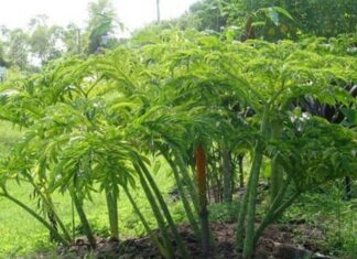 The Wild Plant that Once Saved Hunger, Now a Delicacy with a Unique Flavor that City Folk Adore