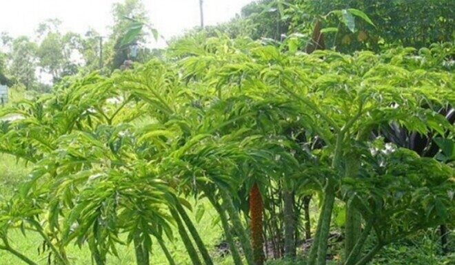 The Wild Plant that Once Saved Hunger, Now a Delicacy with a Unique Flavor that City Folk Adore