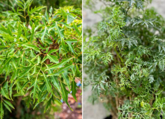 The Perfect Spot in Your Home for a Holy Basil Plant – Attract Wealth and Beauty