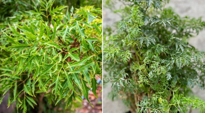 The Perfect Spot in Your Home for a Holy Basil Plant – Attract Wealth and Beauty