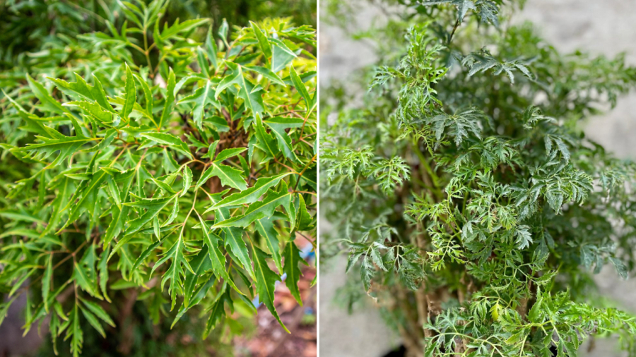 The Perfect Spot in Your Home for a Holy Basil Plant – Attract Wealth and Beauty