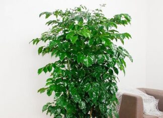 The Fortune Five: Plant These Trees to Invite Wealth and Prosperity