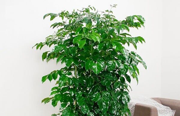 The Fortune Five: Plant These Trees to Invite Wealth and Prosperity