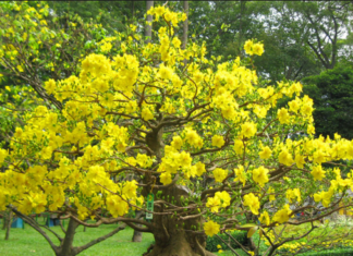 The Ultimate Guide to Plucking Mai Leaves: A Step-by-Step to the Perfect Bloom on New Year’s Eve