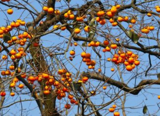 3 Types of Plants to Place in Front of Your House to Attract Wealth and Prosperity: Grow These and Watch Your Fortune Flourish