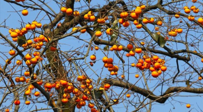 3 Types of Plants to Place in Front of Your House to Attract Wealth and Prosperity: Grow These and Watch Your Fortune Flourish