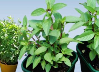 “Attract Wealth and Prosperity: The Easy-to-Care House Plant for Chinese New Year and Beyond”