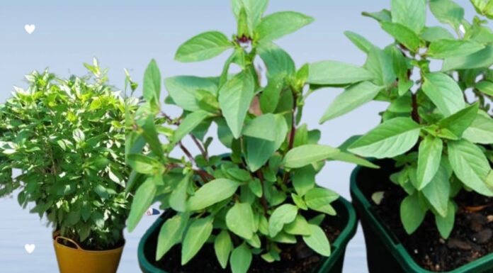 “Attract Wealth and Prosperity: The Easy-to-Care House Plant for Chinese New Year and Beyond”