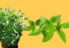 The Humble Herb Transforms into a Lucky Charm: An Easy-to-Grow Plant that Attracts Wealth and Prosperity