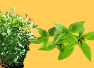 The Humble Herb Transforms into a Lucky Charm: An Easy-to-Grow Plant that Attracts Wealth and Prosperity