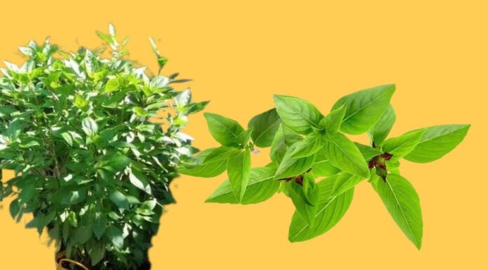 The Humble Herb Transforms into a Lucky Charm: An Easy-to-Grow Plant that Attracts Wealth and Prosperity