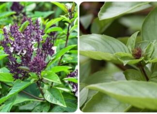 Unlock a Treasure Trove of Wealth and Prosperity: The Magic of Spice Trees