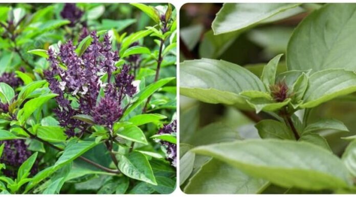 Unlock a Treasure Trove of Wealth and Prosperity: The Magic of Spice Trees