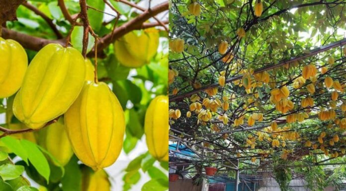 “Attract Wealth with the Power of Feng Shui: The Magical Guava Tree and its Hidden Secret”