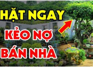 The Ancient’s Wisdom: “The 5 Plants to Avoid for a Healthy and Prosperous Home”