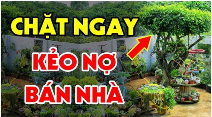 The Ancient’s Wisdom: “The 5 Plants to Avoid for a Healthy and Prosperous Home”