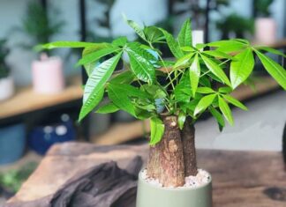 The Power of Money Plants: Unlocking the Secrets of Their Feng Shui Compatibility and Benefits