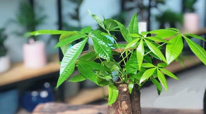 The Power of Money Plants: Unlocking the Secrets of Their Feng Shui Compatibility and Benefits