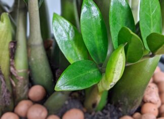 The Money-Attracting Golden Pothos: But These 2 Types of People Should Stay Away