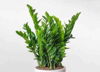 The 3 Lucky House Plants for 2025: Grow These and Reap Endless Fortune