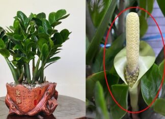 The Golden Touch: Unlocking Prosperity with Six Sparkling Trees