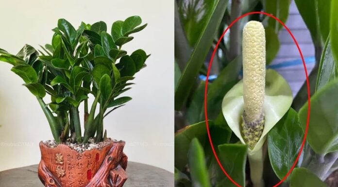 The Golden Touch: Unlocking Prosperity with Six Sparkling Trees