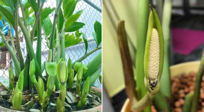 How to Get Your Money Tree to Bloom Indoors