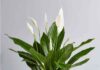 The Ultimate Guide to Air-Purifying Houseplants: 3 Moisture-Loving Trees to Banish Mold and Attract Wealth This Season