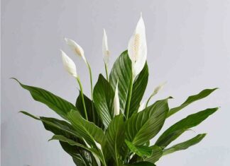 The 3 Moisture-Absorbing Plants That Are Excellent at Cleaning Mold for the Humid Season; Plant These in Your Home and Attract Wealth Instantly