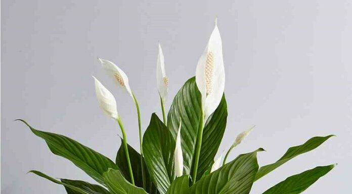 The 3 Moisture-Absorbing Plants That Are Excellent at Cleaning Mold for the Humid Season; Plant These in Your Home and Attract Wealth Instantly