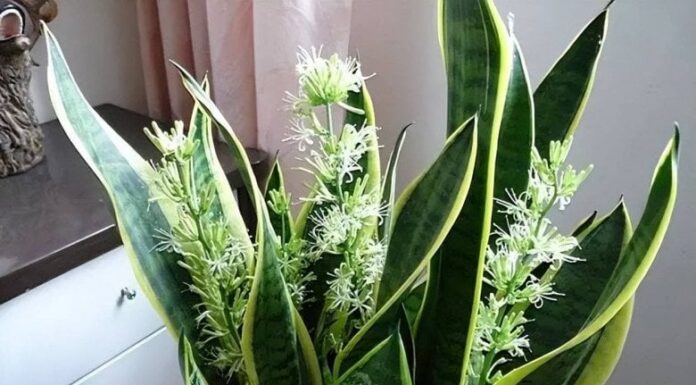 The Festive Four: Blooming Luck and Prosperity for Your Home This New Year