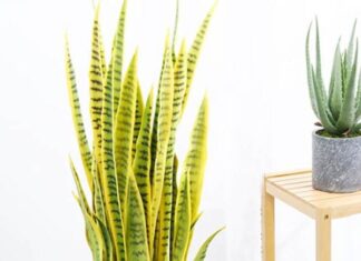 The Power of the Snake Plant: Inviting Fortune or a Path to Misfortune?