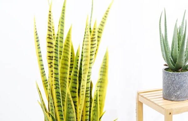 The Power of the Snake Plant: Inviting Fortune or a Path to Misfortune?